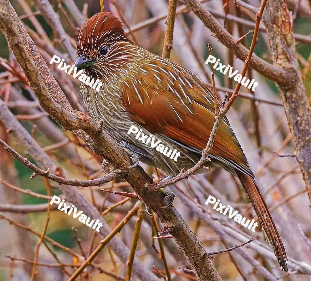 Garrulax Bird